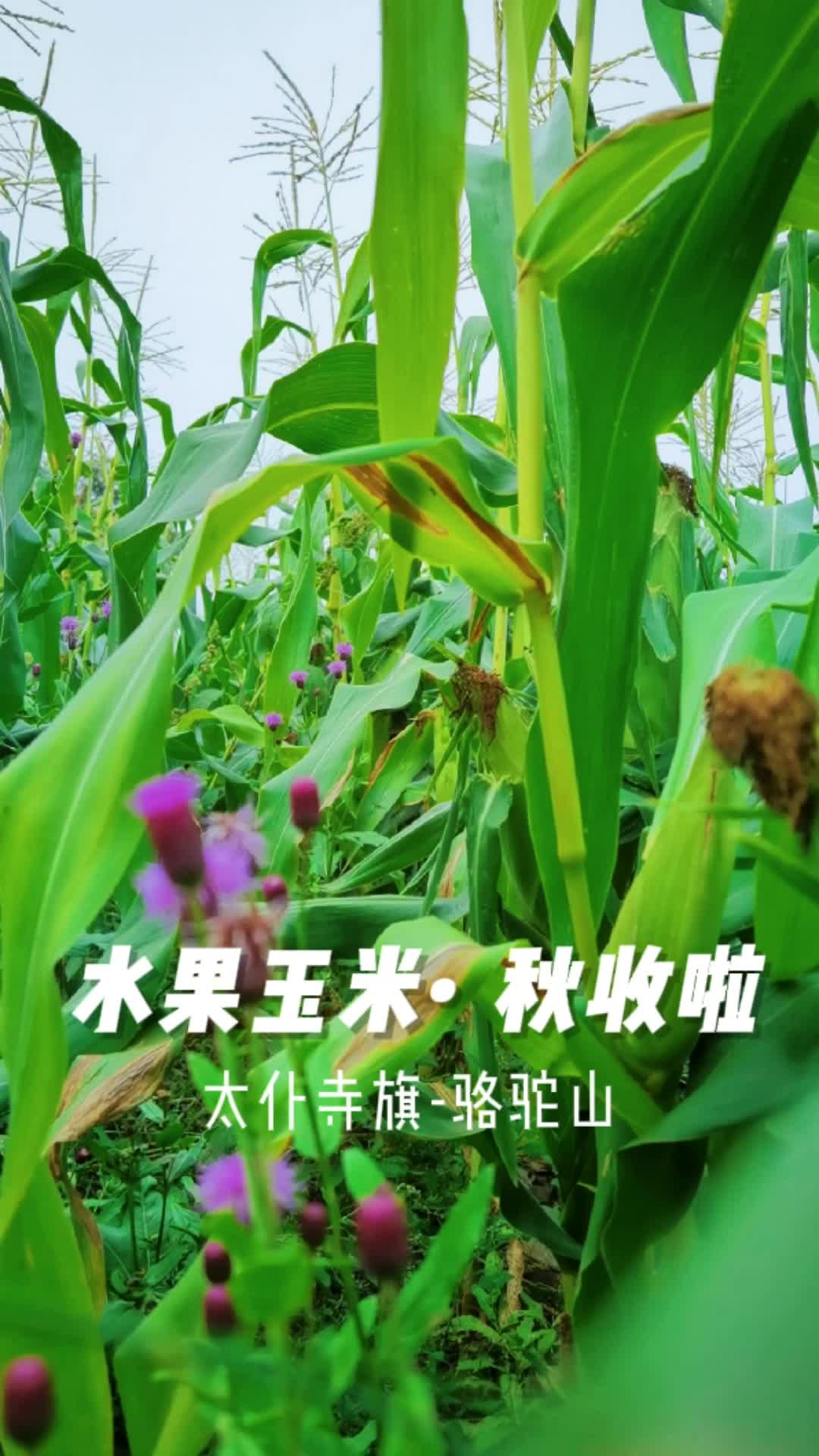 春华秋实，硕果累累，水果玉米秋收啦！